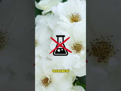 Mastering Rose Gardening in Minutes! | #Shorts