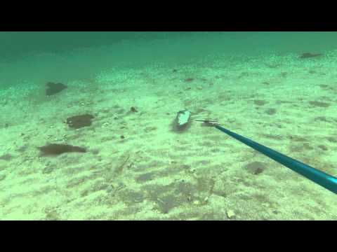 Polespearing Salmon. 18/8/2014.