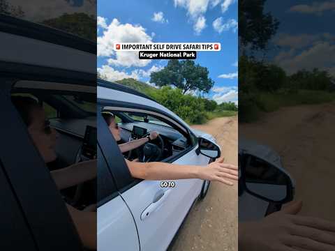 10 Essential Tips for Visiting Kruger National Park (South Africa)