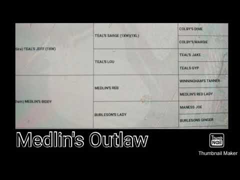 The Medlin's Outlaw Dog "Great Colby bred dog" #APBTGAME#