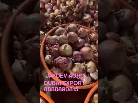 Onion Exporters Nashik