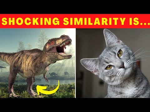 5 SHOCKING FACTS You Didn't Know About Your Cat!