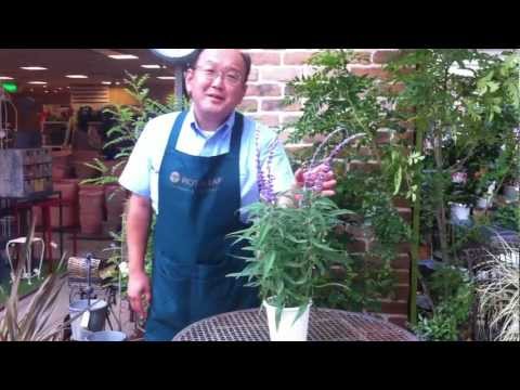 園芸 ブルーセージブッシュ