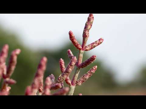 Halophyten im Binnenland