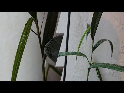 Ficus Maclellandii, kann man zum Baum oder Busch (Wachsen/Pflegen) lassen. Sei Kreativ 🙂