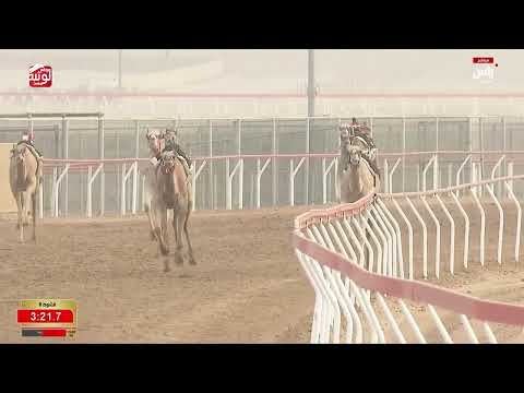 ش 6 (عذيه) لـ جابر صالح محمد بن نصره العامري 6:27:08 ، مهرجان العين 2026/07/09 إيذاع الروضة