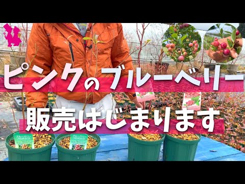 園芸 フロリダブルーベリー、ラビットアイブルーベリー