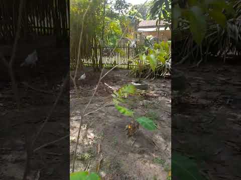 galinha do nosso sítio em Santa Bárbara do Pará
