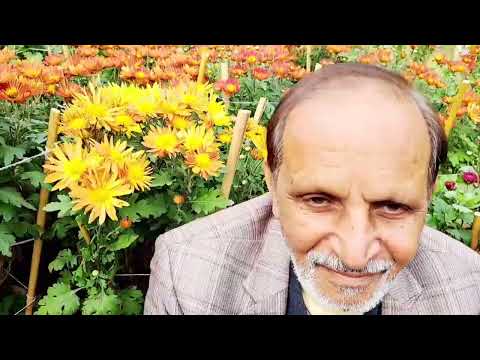 Lala mehfooz Rose Garden 1