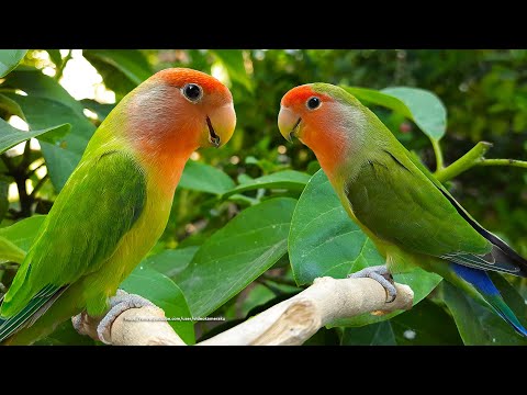 Peach-Faced Lovebird's Sounds - Red-Headed Green Opaline & Red-Faced Dark Green