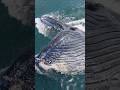 Talk about a massive gulp! #humpbackwhale #nature #ocean