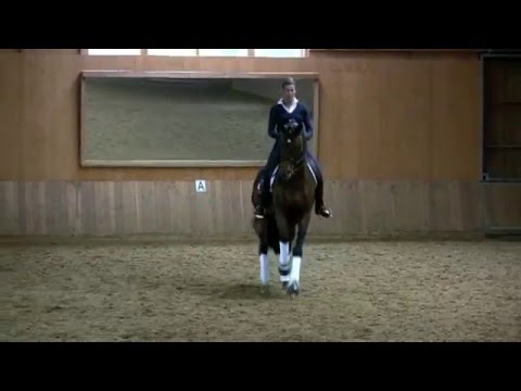 Zauberfuerst - Trakehner Prämienhengst