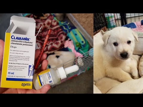 How to Give a Puppy a Liquid, Oral Antibiotic