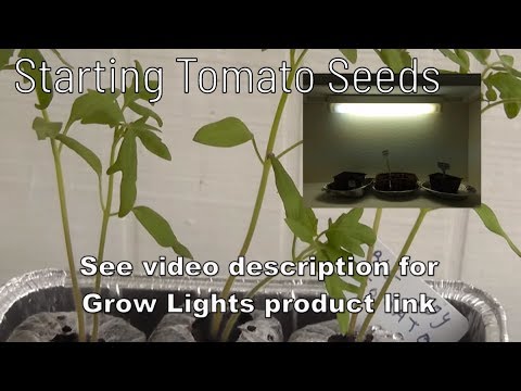 How to Plant Tomato Seeds Indoors - A Complete Guide - Sowing Seeds to Transplanting