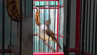 Download lagu cucak jenggot ngepik panjang rapett.... mp3 Download lagu cucak jenggot ngepik panjang rapett.... mp3