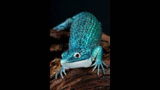 Discover the Fascinating World of Lizards in 60 Seconds!