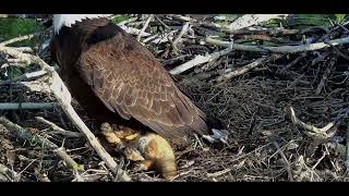 Trempealeau Eagles 4-22-24 MrsT brings in a fox kit, heavy, had to recover her breathing