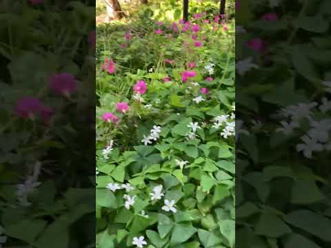 コールドフレームの作り方は？春に向けて準備万端！  庭園