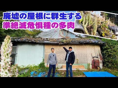 マルセイユ石鹸を使って自分で洗濯する