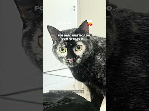 Você sabia? Gato preto desenvolve vitiligo e muda de aparência