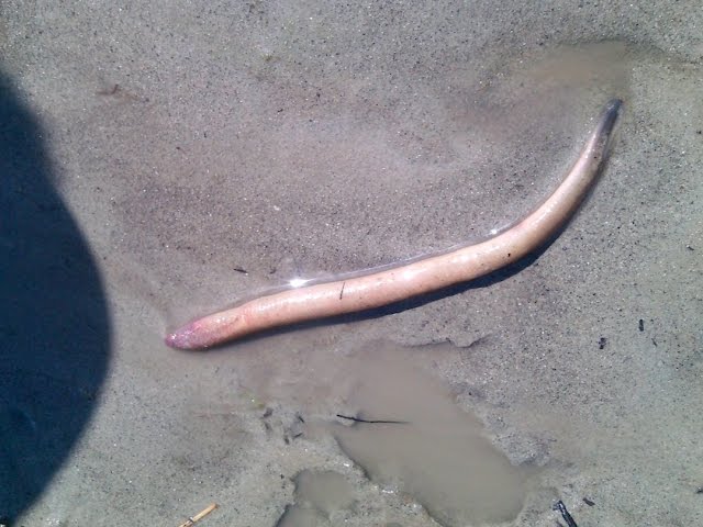 Обитатели реки Китой