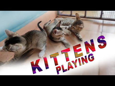Kittens Playing | Stories With Krishika
