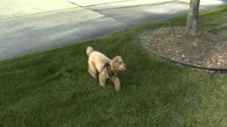 Pet Convincer - The Humane  Dog Training Tool in Action