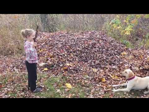 Funniest Cute Secret Life of Pets ep 16