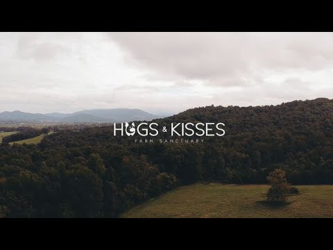 Who is Hogs & Kisses Farm Sanctuary?