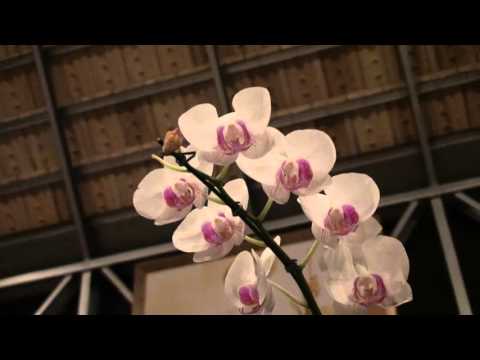 SENHORA MÃE SANTÍSSIMA . F. DE JAGUBE - GERMANO 6