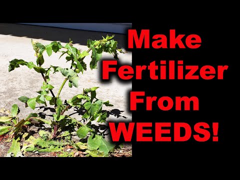 Seaweed Fertilizer 4 Easy Ways To Amend Your Garden With Seaweed