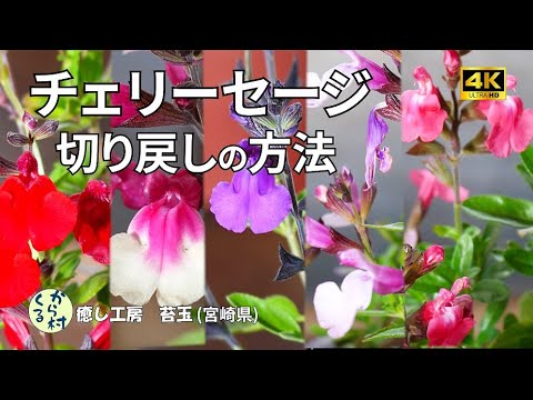 サワーチェリーの切り方:やり方はこちら 植物