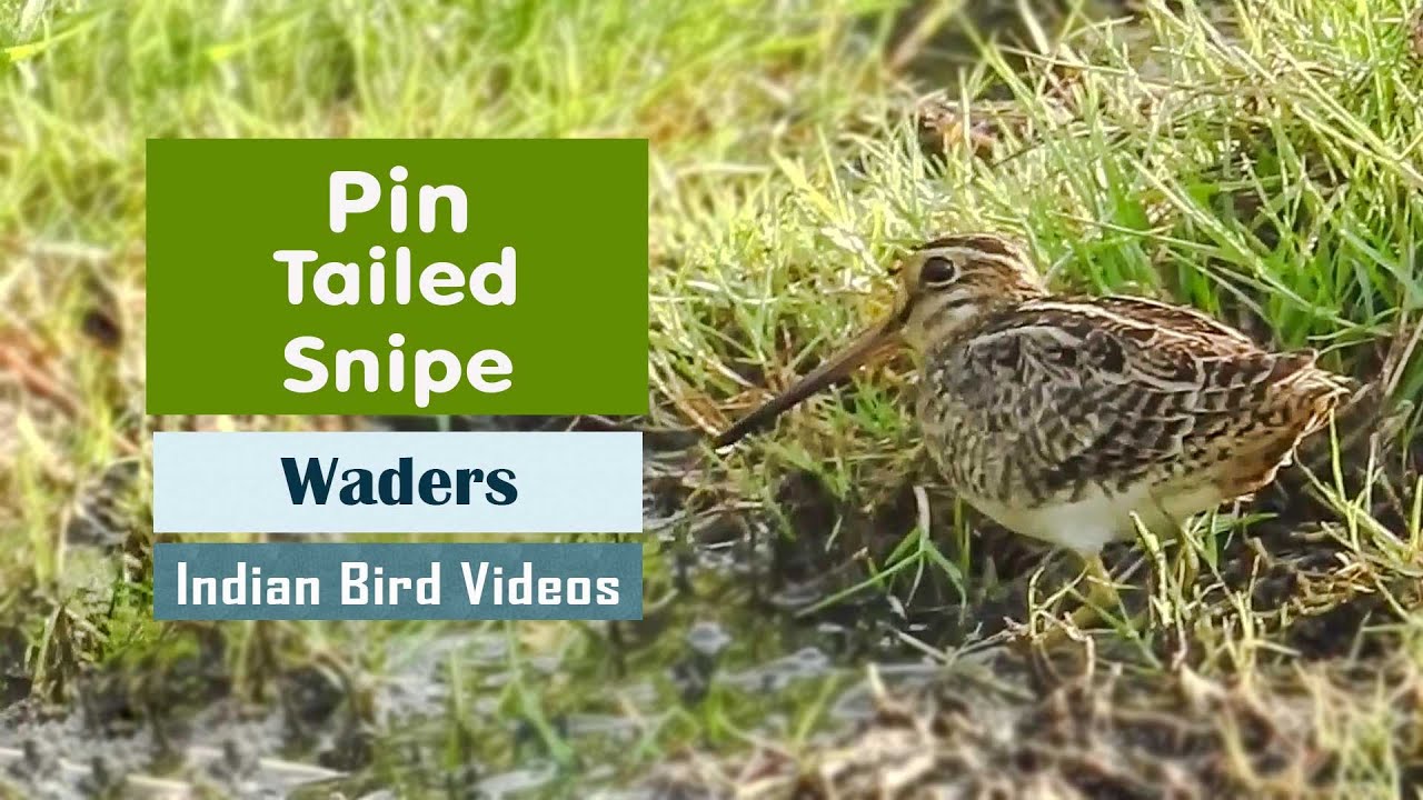 The Pin-tailed Snipe (Gallinago stenura)