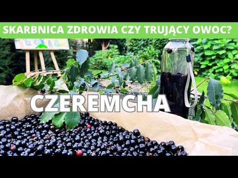 Czeremcha - skarbnica zdrowia czy trujący owoc?
