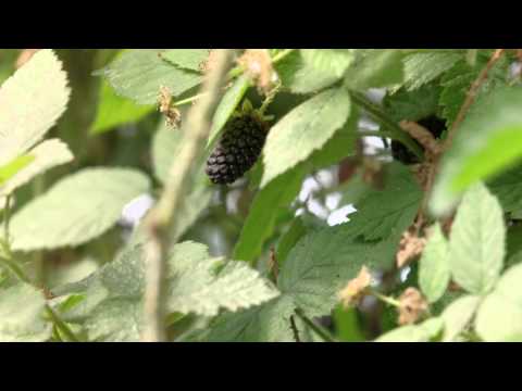 Episódio 88 - Amora - Como é produzida a Amora na Mirtisul? - 4/5