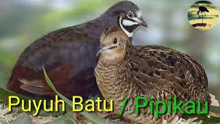 Download lagu Suara pikat Puyuh Batu / Pipikau di jamin sangat jitu mp3 Download lagu Suara pikat Puyuh Batu / Pipikau di jamin sangat jitu mp3