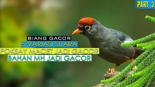 Download lagu KOMBINASI LAGU POKSAY MANDARIN 5 IRAMA BIKIN SEGALA JENIS POKSAY HONGKONG-PUN IKUTAN BUNYI mp3