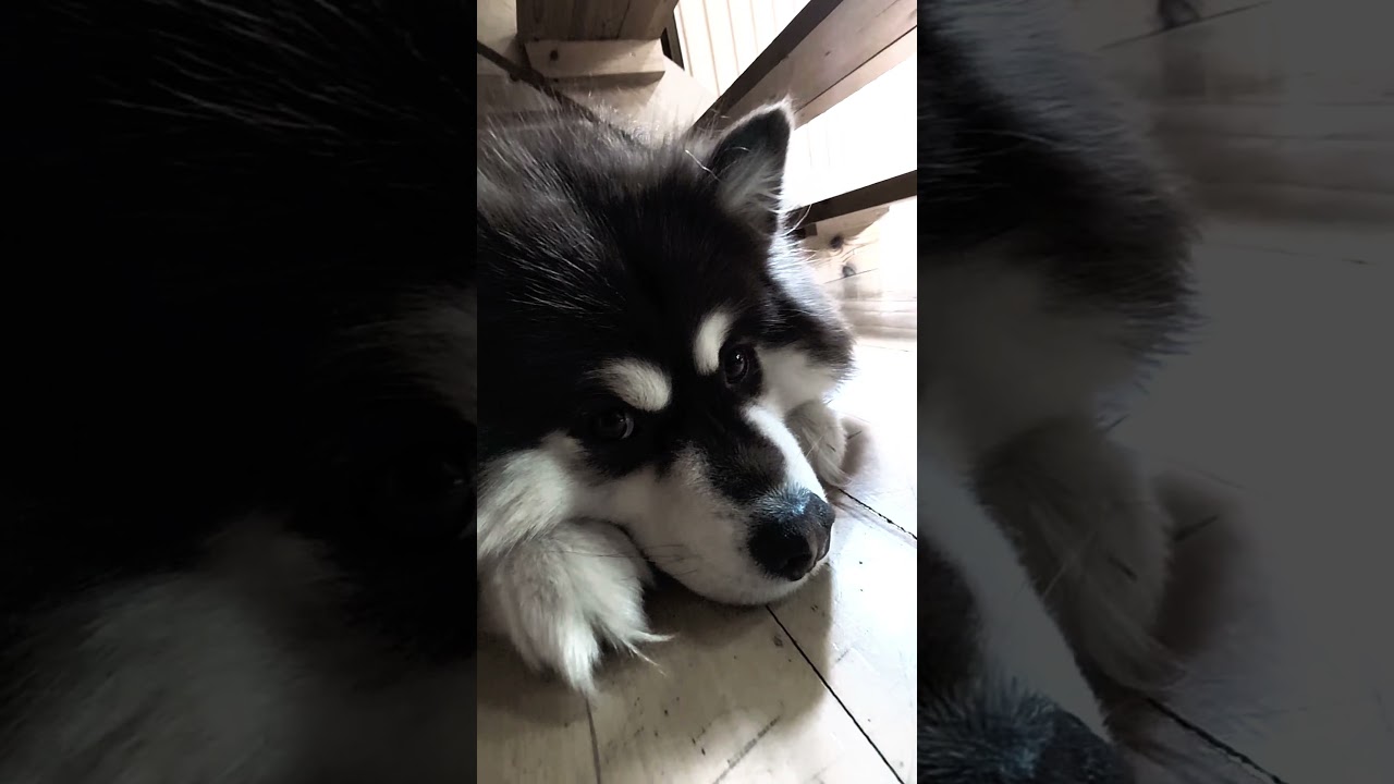 Here I am, resting on my own place. But my human is again doing annoying human things. *sigh*