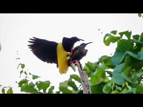 Rajka vlasatá (Seleucidis melanoleucus) — správanie a displej