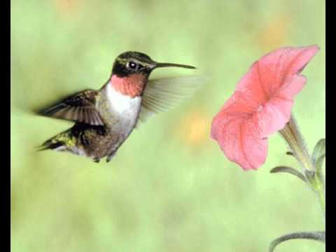 Strong Wind - Prem Baba