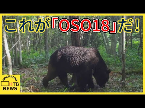 【画像あり】　令和最強のヒグマ『OSO18』新たな鮮明写真が公開される