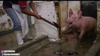 🔹Live vegan! 🌿www.vegankit.com