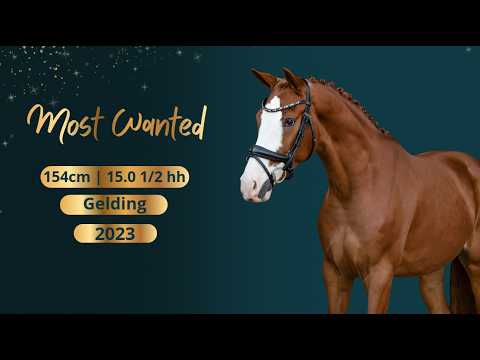 Dressage