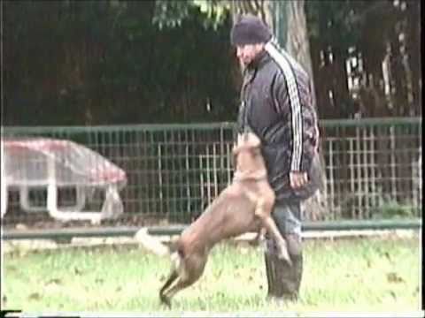 The Schutzhund Club Promo 2001.wmv