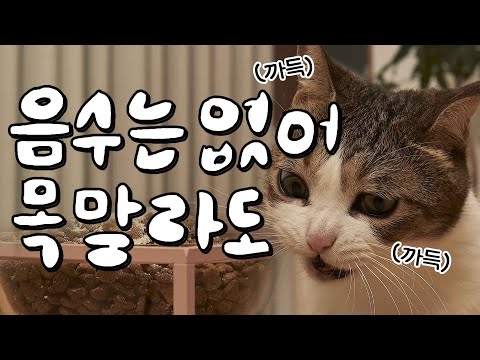 고양이가 물을 안먹는다구요? 그럼 이 영상을 보셔야합니다🚰🐱