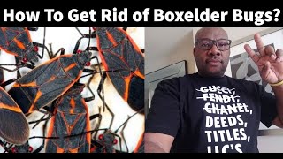 How To Get Rid Of Boxelder Bugs With Peppermint Oil