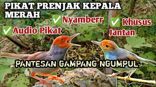 Download lagu MP3 Suara Pikat Prenjak Kepala merah/Prenjak Atas Ampuh Prenjak Liar Auto Nyamberr💯 mp3 Download lagu MP3 Suara Pikat Prenjak Kepala merah/Prenjak Atas Ampuh Prenjak Liar Auto Nyamberr💯 mp3