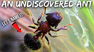 Discovering & Naming A New Species of Ant in My Yard
