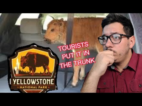 Bison calf EUTHANIZED in Yellowstone after Tourists try to save it