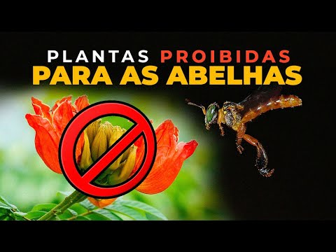 4 PLANTAS PROIBIDAS para as ABELHAS sem ferrão